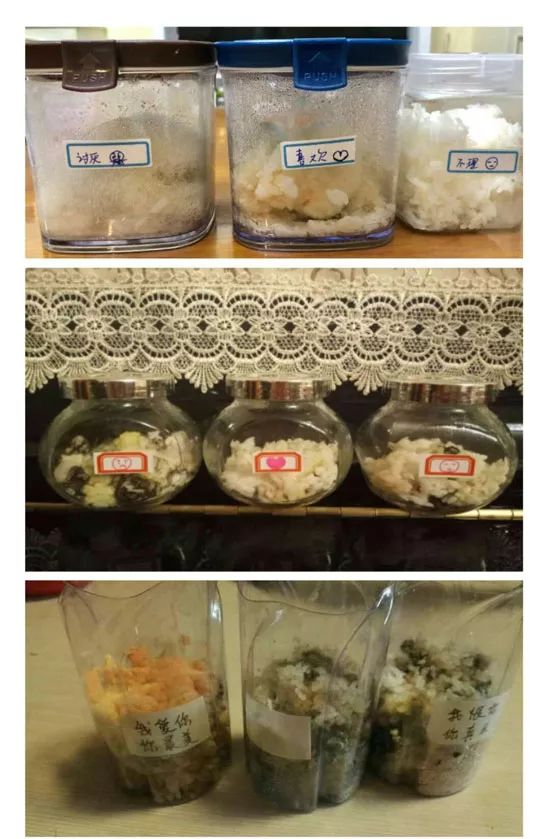《水知道答案》意念的力量，花療師的米飯實(shí)驗(yàn)