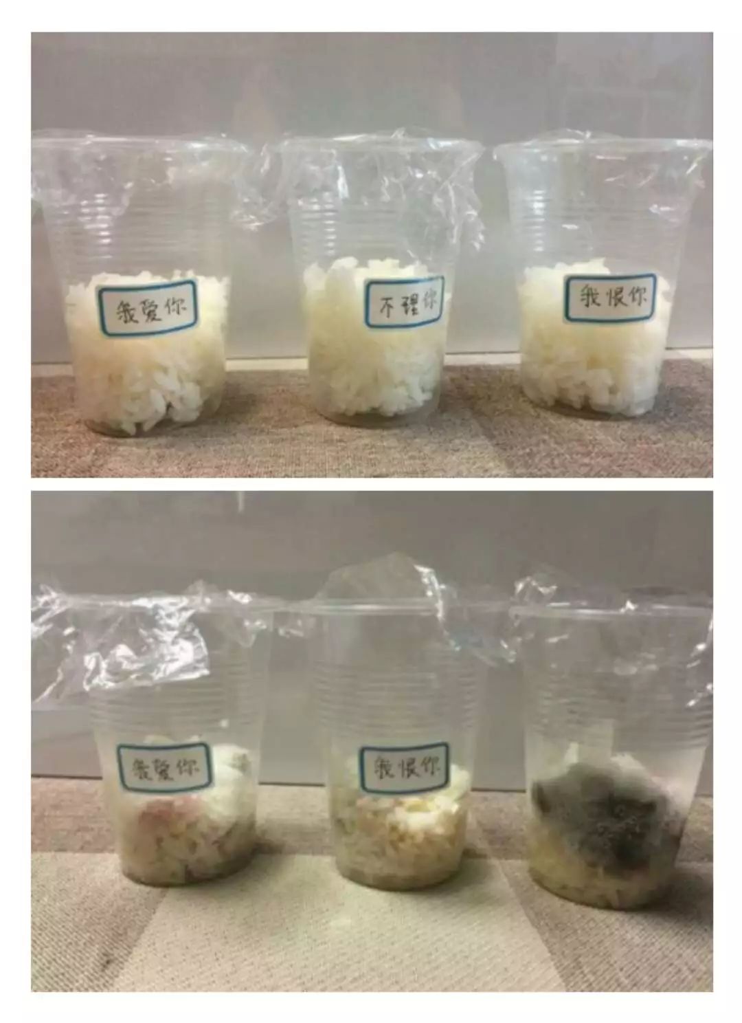 《水知道答案》意念的力量，花療師的米飯實(shí)驗(yàn)