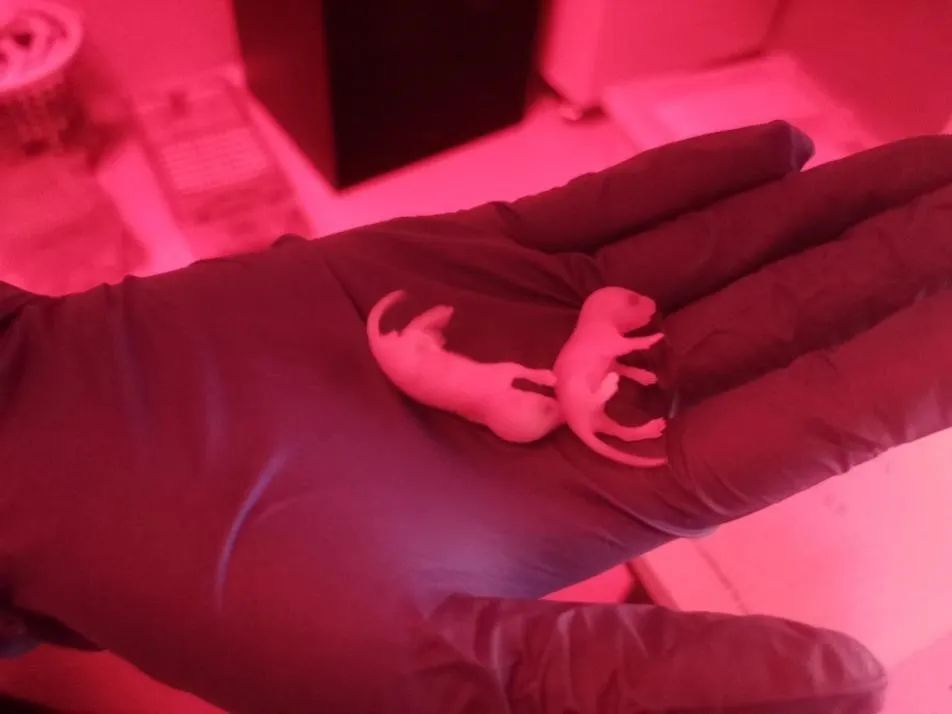 「光遺傳學(xué)」只用一束光，就可以操控他人的意念