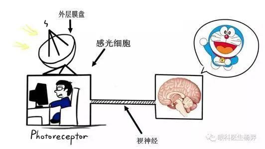 「光遺傳學(xué)」只用一束光，就可以操控他人的意念