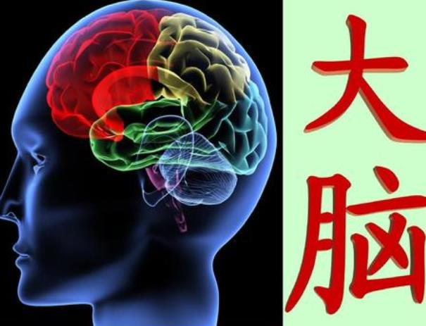 神經(jīng)可塑性是指什么？