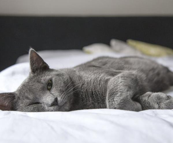 “八小時睡眠論”竟然是假的？