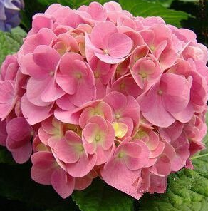 心理測試：四種幸運花，你會選哪種？測試你的人生會有好運眷顧嗎