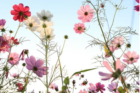 看看三月你的桃花運(yùn)來了嗎？