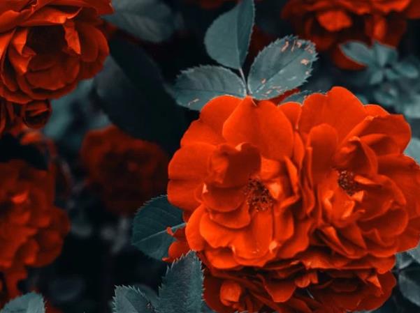 大男人喜歡養(yǎng)花到底是什么心態(tài)？