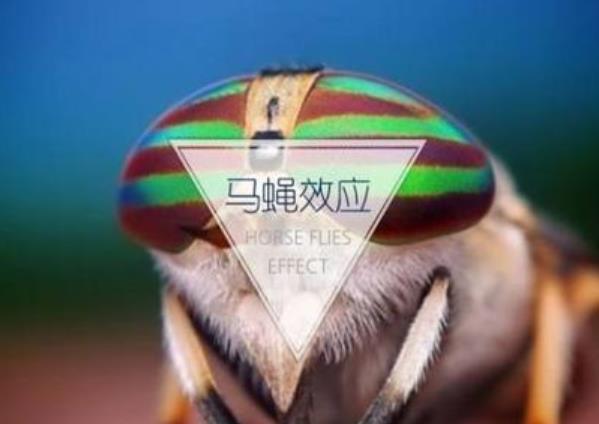 馬蠅效應是什么意思？