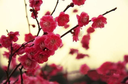 什么植物能給你帶來幸運
