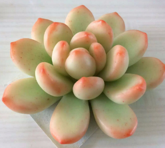心理測(cè)試：你最喜歡哪盆多肉，測(cè)出三個(gè)月內(nèi)你有啥美事發(fā)生