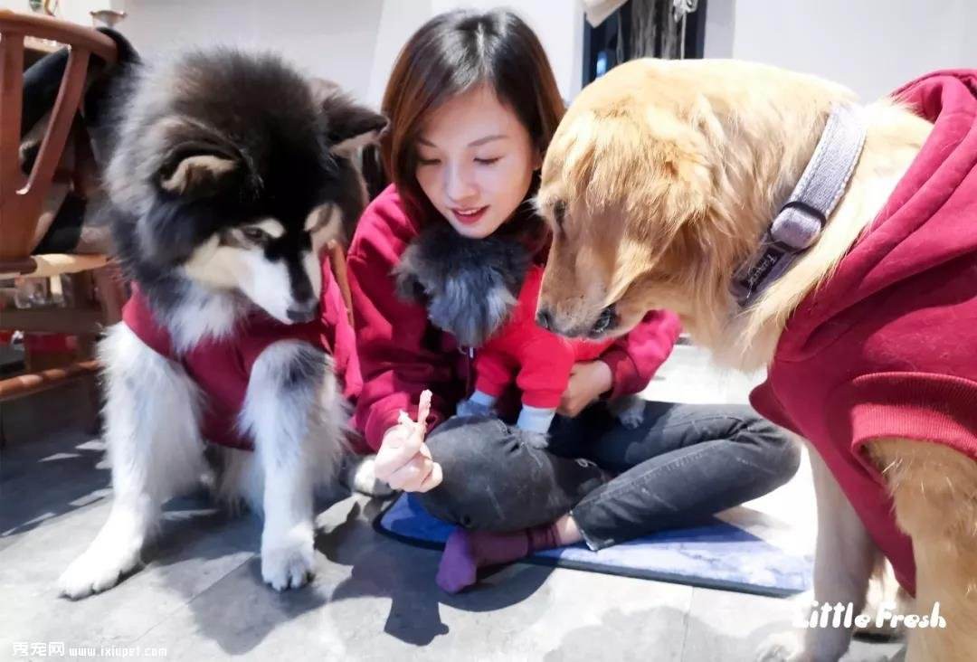 為什么養(yǎng)寵物的人越來越多了？