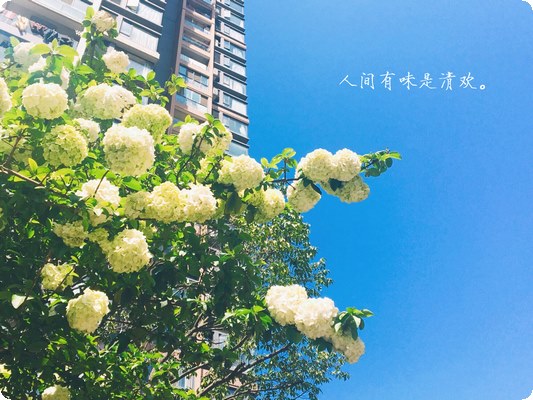 成為心理咨詢師的基本條件是明白心理咨詢本質是什么？